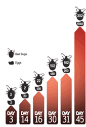 Bed Bug Infestation Chart